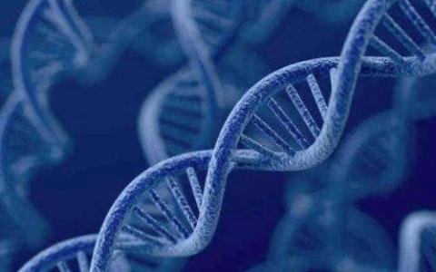 新研究探讨了环状Rep编码单链DNA病毒的进化动力学