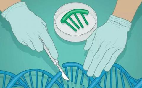科学家使用CRISPR和抗病毒治疗来消除小鼠基因组中的HIV-1 DNA
