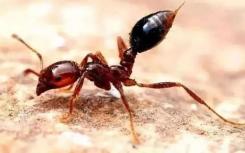 公牛蚂蚁毒液可以帮助开发新的疼痛治疗