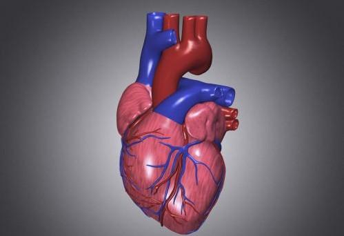 定期运动可以逆转心脏衰老造成的伤害 寻找新的研究