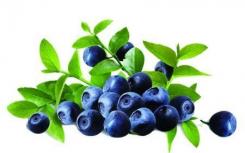 浓缩蓝莓汁可改善老年人的脑功能
