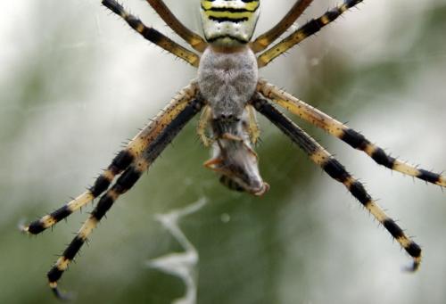 科学家对蜘蛛胶基因进行了测序