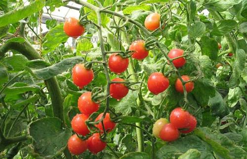科学家组装栽培番茄及其野生近缘种的泛基因组