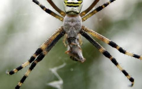 科学家对蜘蛛胶基因进行了测序