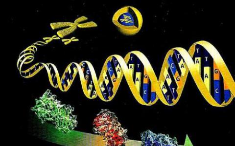 DNA和蛋白质研究震动了懒惰的家谱