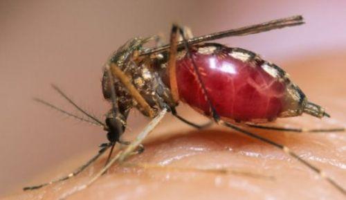 研究表明 蚊子吐痰腺是控制疟疾的关键