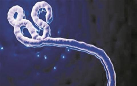 早期研究结果表明 2种埃博拉疗法挽救了生命