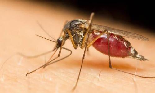 蚊子传播致命的疾病 公共卫生专家希望用这种新的表情符号进行反击