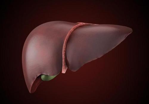 肝脏被称为沉默器官 损害的发生往往静寂无声 令人难以察觉