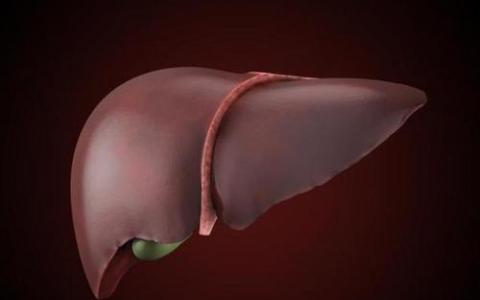 肝脏被称为沉默器官 损害的发生往往静寂无声 令人难以察觉
