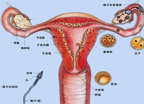 女性出现生殖道肿瘤 会直接的严重危害到自己的生殖器官