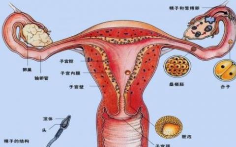 女性出现生殖道肿瘤 会直接的严重危害到自己的生殖器官