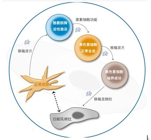 一种新型的细胞过程 可吞噬纳米尺寸的材料