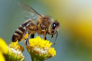 蜜蜂Apis mellifera有大约25个亚种