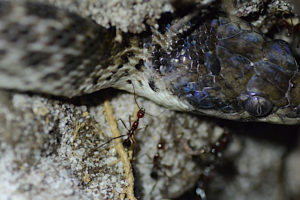 马达加斯加蚂蚁巢中的一种蛇与她的“孩子”有着惊人的关系