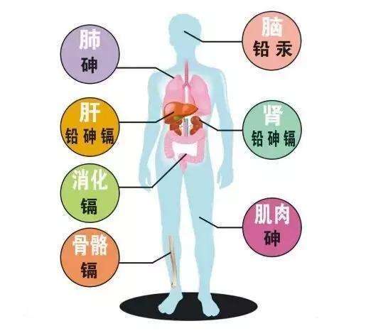 人体有五大保健特区 分别在背部 脊柱 前胸 腹脐和耳部