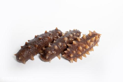 海参 属海参纲是生活在海边至8000米的海洋棘皮动物