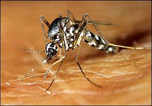基因讲述亚洲虎蚊如何传播的故事