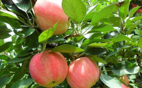 苹果作为一种生活中经常能够看到的水果在减肥上有很高的评价
