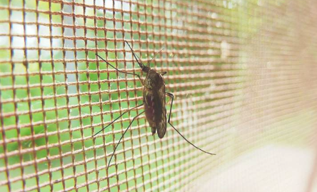 永生化血细胞系使疟疾入侵的新研究成为可能