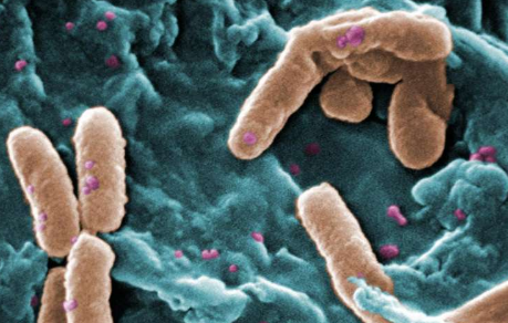 抗生素耐药细菌和传染病的新疗法