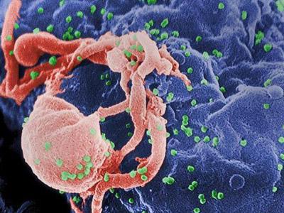 新的CDISC数据标准有助于开发埃博拉病毒的治疗方法