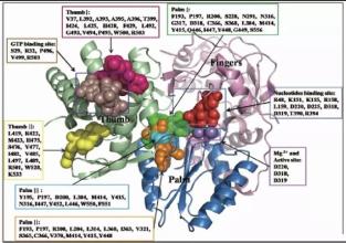 针对麻疹病毒聚合酶的特定区域是一种复制病毒基因组的蛋白质复合物