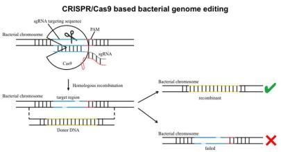 CRISPR基础编辑为活细胞计算提供了升级