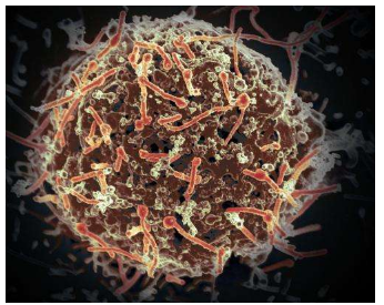 埃博拉疫苗在一年后提供免疫反应