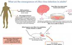 寨卡病毒感染成年人脑并导致动物模型中的记忆缺陷