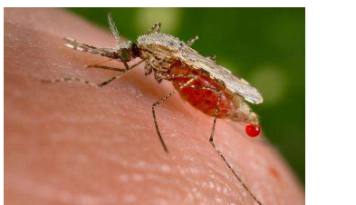 疟疾寄生虫是通过雌性按蚊的叮咬传播的