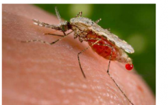 疟疾寄生虫是通过雌性按蚊的叮咬传播的