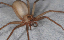 蜘蛛专家概述了皮肤状况的表达常被误诊为褐色隐士咬伤