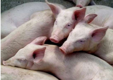 致命的疾病爆发与仔猪的商业繁殖有关
