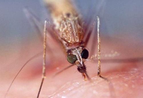 有希望的候选药物可以在多个阶段阻止疟疾寄生虫