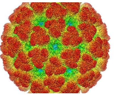 研究人员从不影响人的病毒开发了第一种基孔肯雅热疫苗