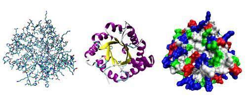 蛋白质对于每个活细胞都是必不可少的并负责许多基本过程