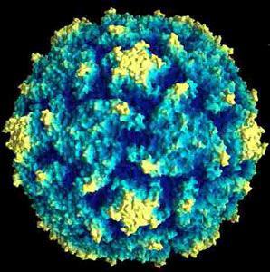 新测试可以诊断来自热带地区的416种病毒