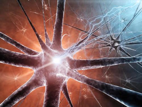 寨卡病毒可通过多种途径进入人类神经细胞发育