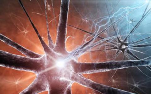 寨卡病毒可通过多种途径进入人类神经细胞发育