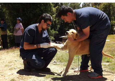 狗狂犬病疫苗接种计划会影响人体暴露 预防使用