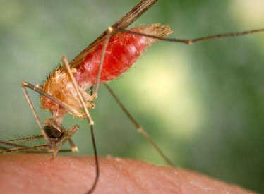 密歇根州将进行喷洒以对抗致命的蚊子病毒