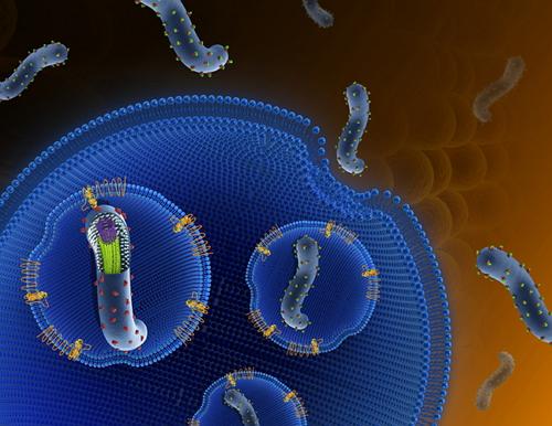 新研究表明埃博拉病毒可以适应更好的目标人类细胞