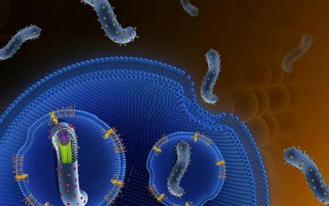 新研究表明埃博拉病毒可以适应更好的目标人类细胞