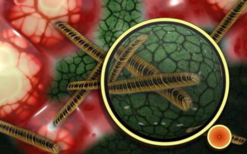 研究人员发现环境中的单细胞生物正在保护病原细菌并引发人类感染