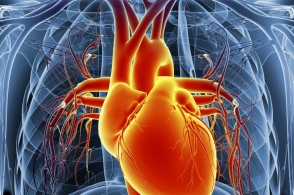 代谢物发现可能有助于抗击心脏病 糖尿病 