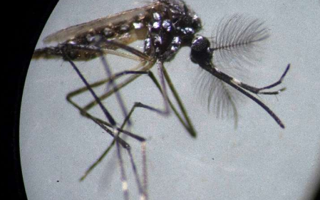 感染细菌的巴西蚊子在登革热斗争中大受打击