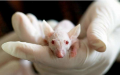 红外发光纳米颗粒为研究人员提供了活体小鼠大脑内部的视图