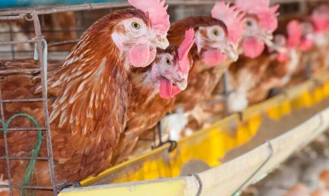 有机鸡不太可能携带危险的超级细菌
