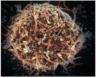研究发现 药物组合可以击败登革热 埃博拉小鼠